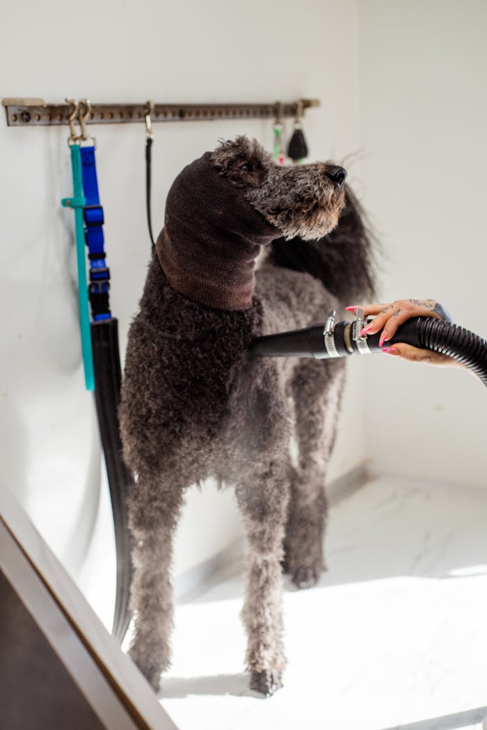 services-03 A poodle dog being expertly groomed with a blow dryer during a professional grooming session.