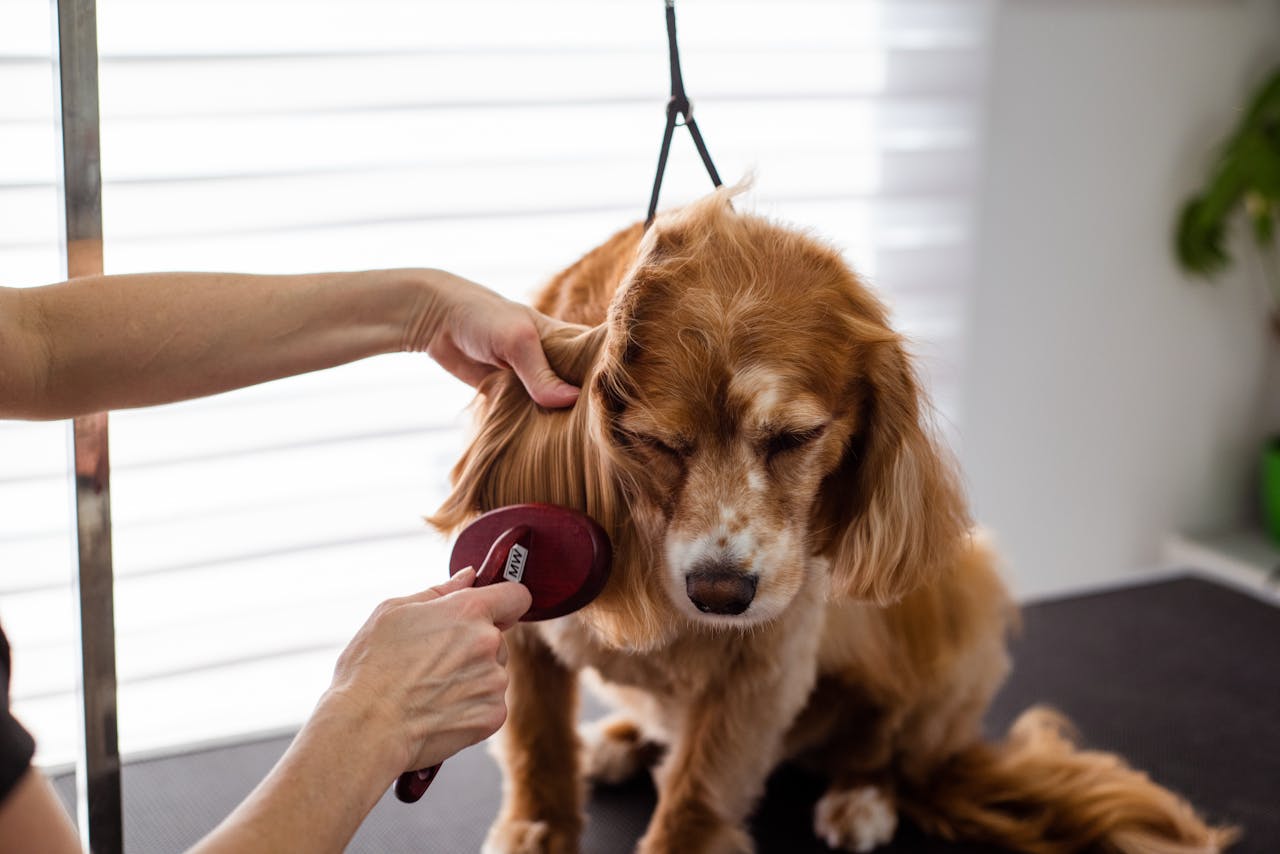 gallery-6 A close-up of a Cocker Spaniel receiving grooming care indoors.