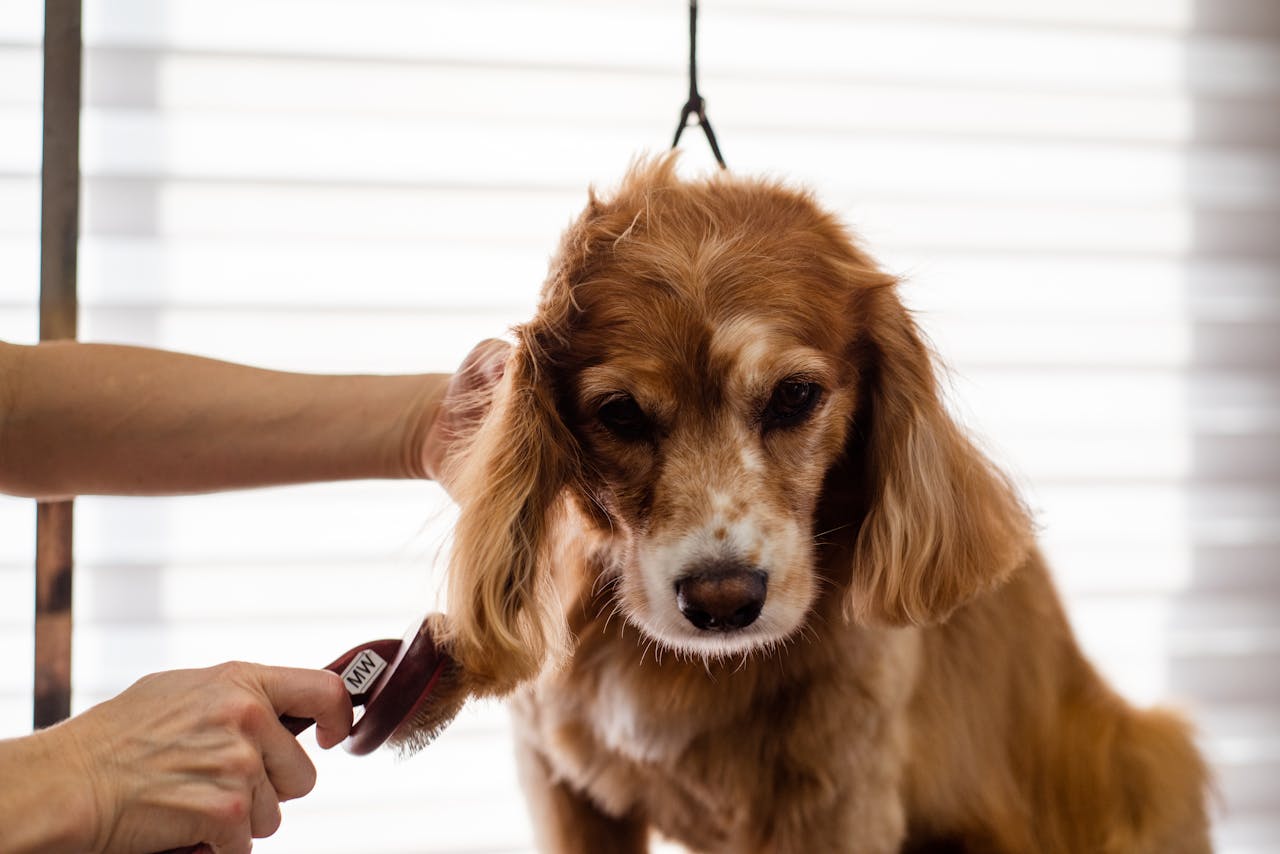 gallery-1 A Cocker Spaniel dog being groomed indoors by a professional groomer.