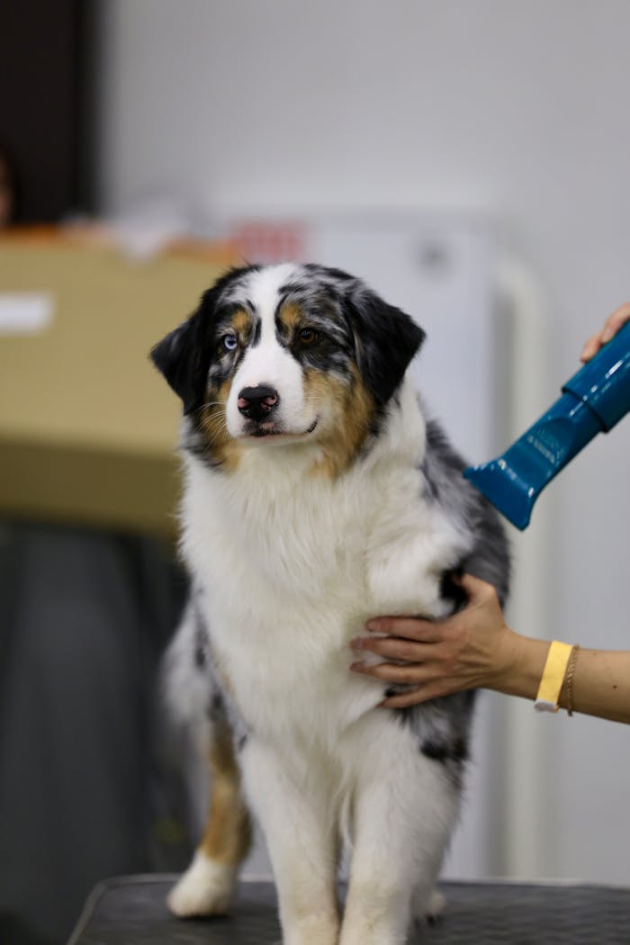 A well-groomed Australian Shepherd dog with a hair dryer indoors.