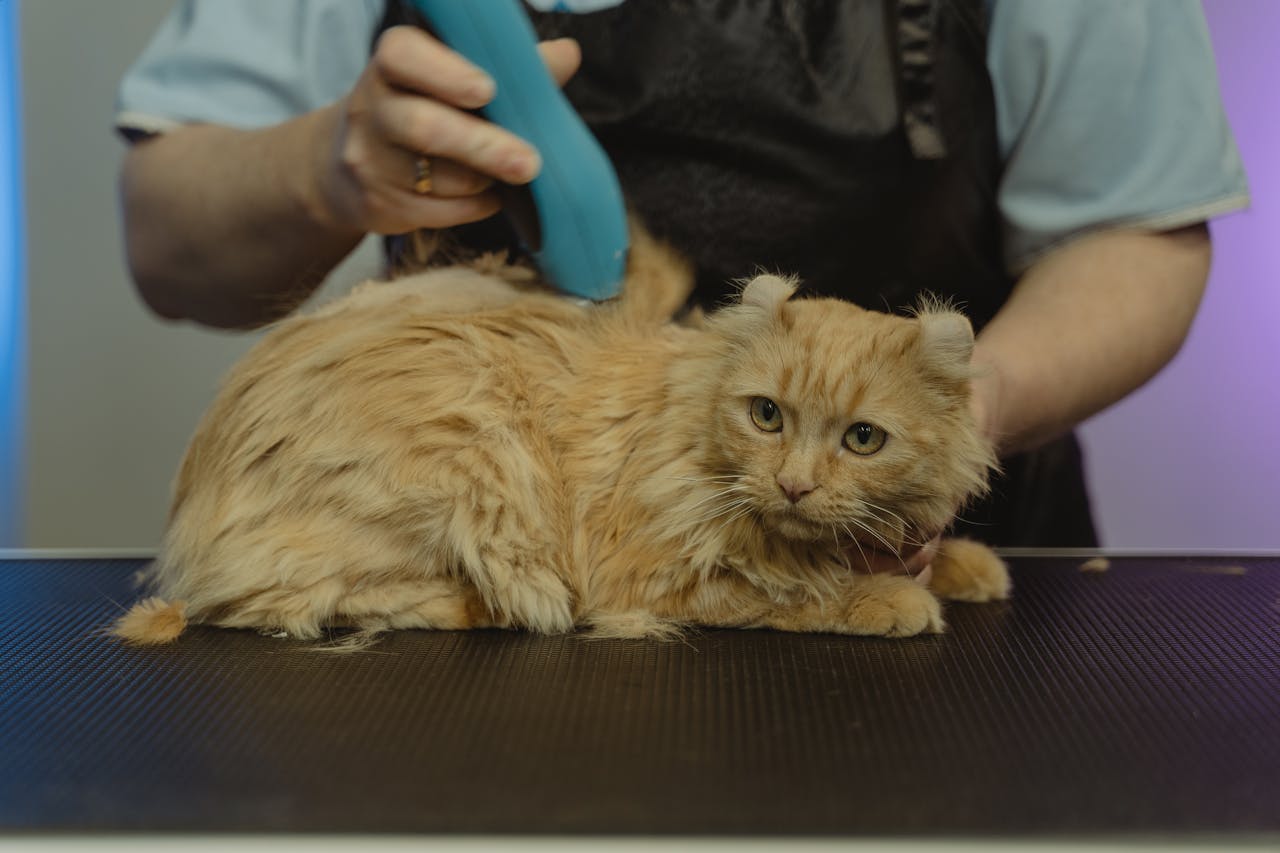 services-04 Professional groomer uses clippers to trim a ginger cat's fur during a grooming session indoors.