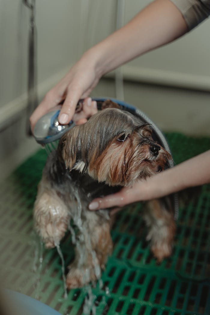 services-01 A Yorkshire Terrier dog being showered during grooming inside a pet care facility.