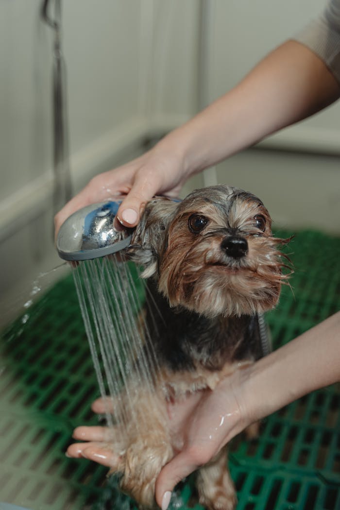 gallery-4 A Yorkshire Terrier being bathed and groomed by a person in a grooming salon.