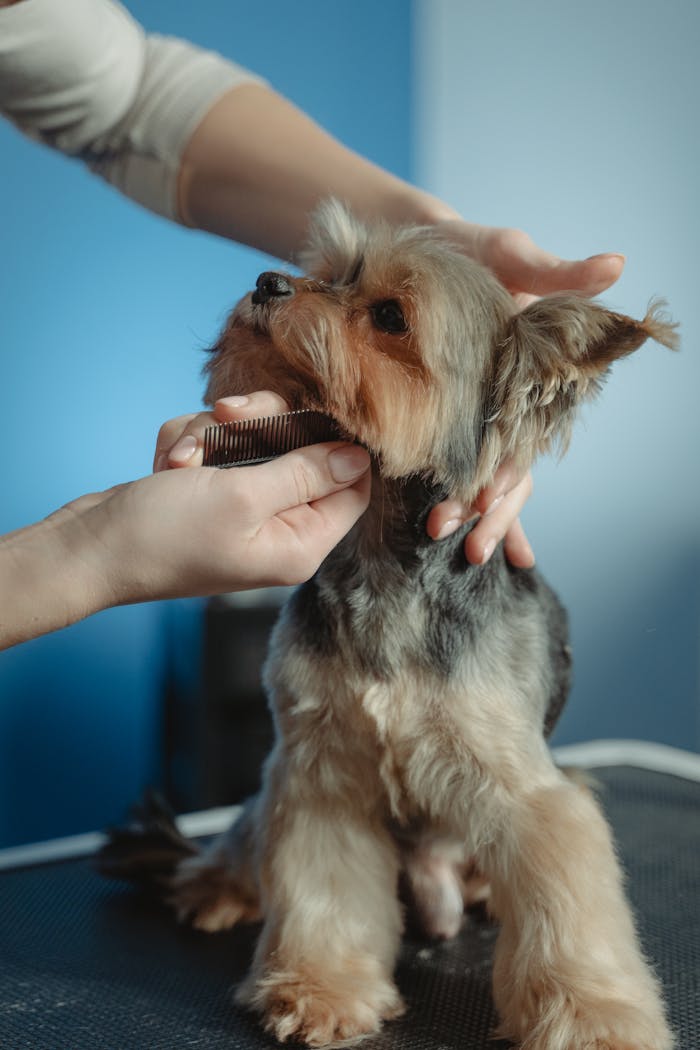 gallery-5 A Yorkshire Terrier being groomed indoors by professional hands.