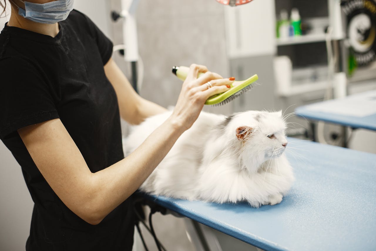 gallery-3 A female groomer carefully brushes a white Persian cat at a vet clinic.