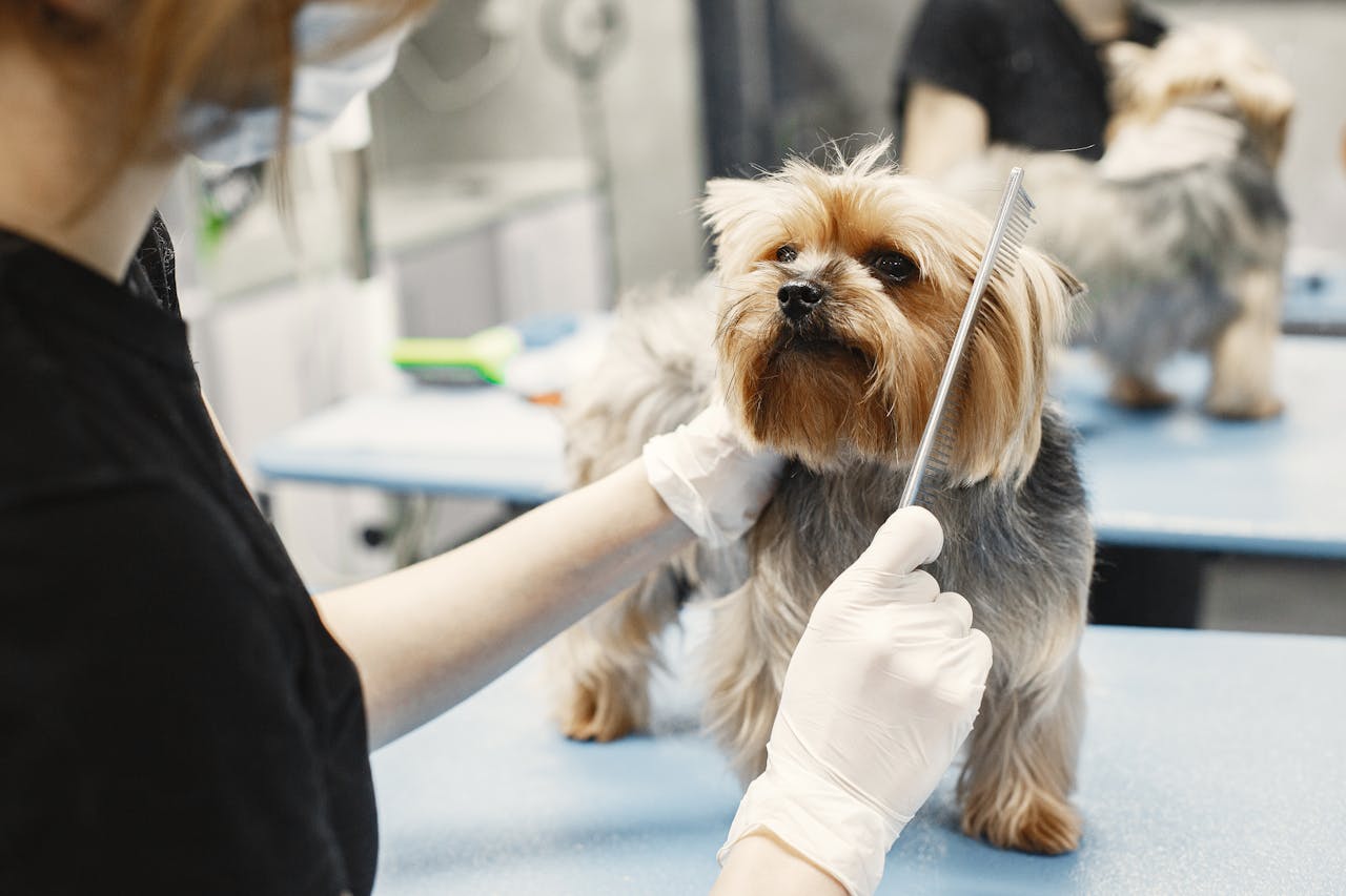 hero-img-01 A Yorkshire Terrier being groomed by a professional with gloves and comb in a pet grooming salon.