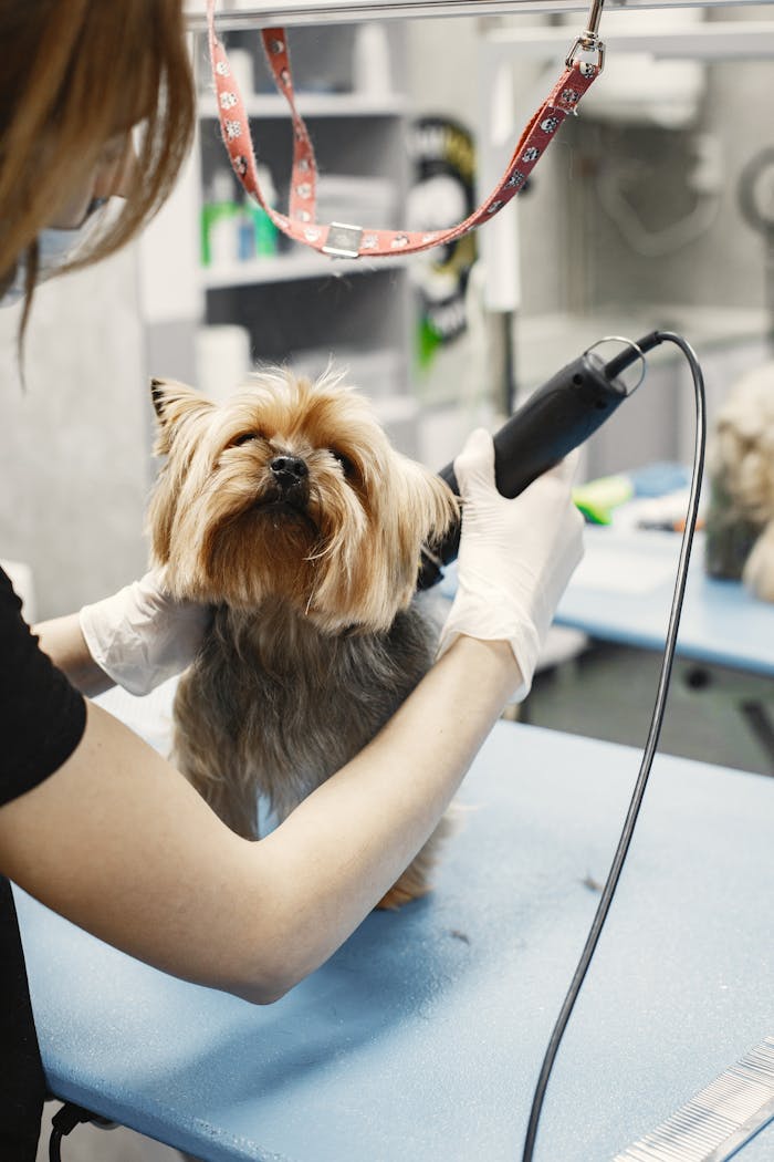 services-02 A Yorkshire Terrier getting groomed by a vet in a pet salon. Perfect for pet care topics.