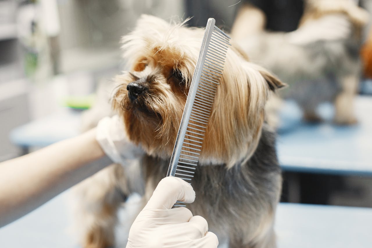 hero-img-02 Close-up of a Yorkshire Terrier being combed at a pet grooming salon by a person wearing gloves.
