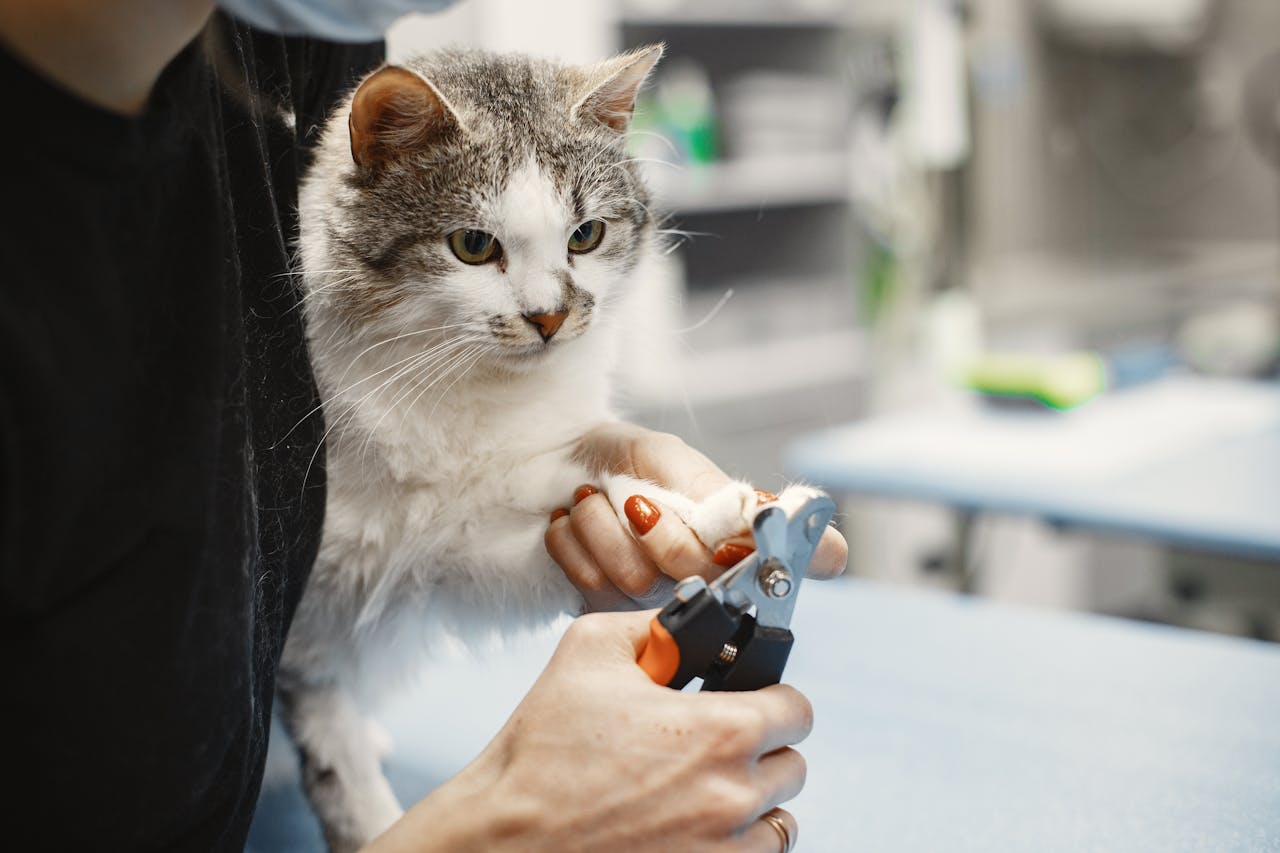 services-img A domestic cat receiving a nail trimming at a professional pet grooming salon indoors.