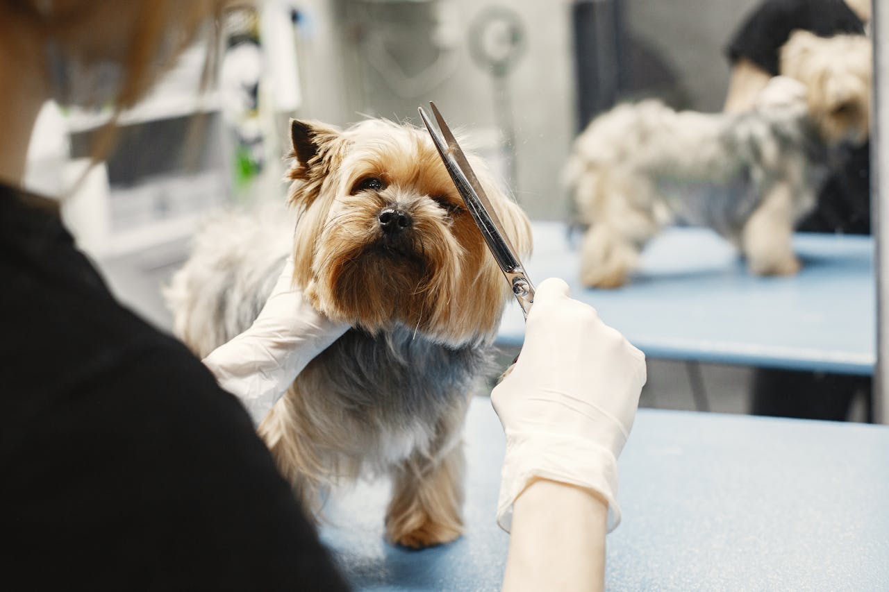 why-choose-us Yorkshire Terrier being groomed by a professional in a pet salon.