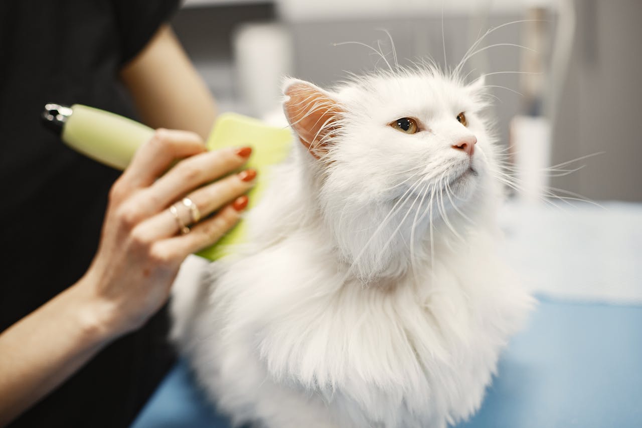 contact-img Close-up of a white Turkish Angora cat being groomed in a pet salon with professional care.