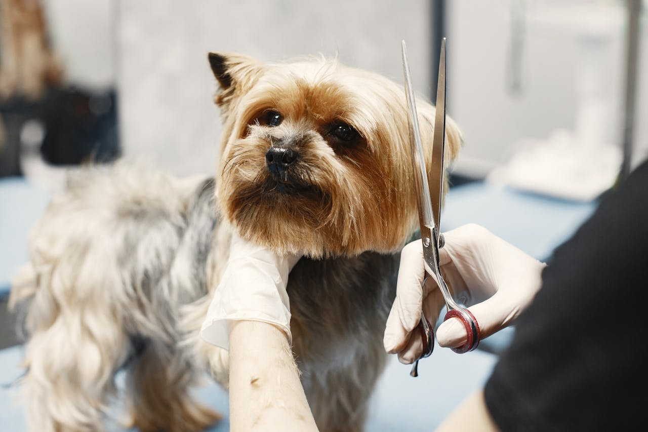 gallery-2 Close-up of a Yorkshire Terrier being groomed at a salon with scissors.