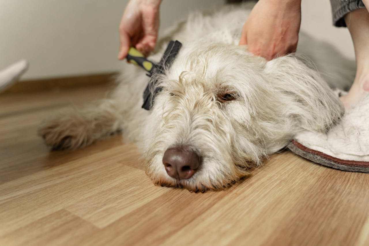 services-02 A fluffy white dog being gently brushed on a wooden floor during grooming.